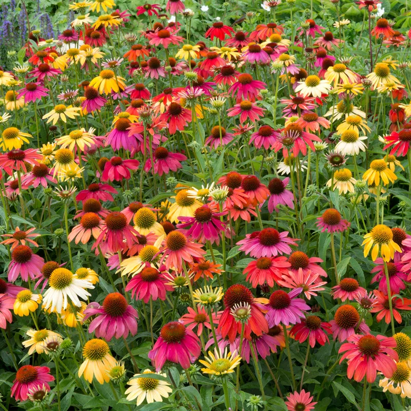 247plants3820385