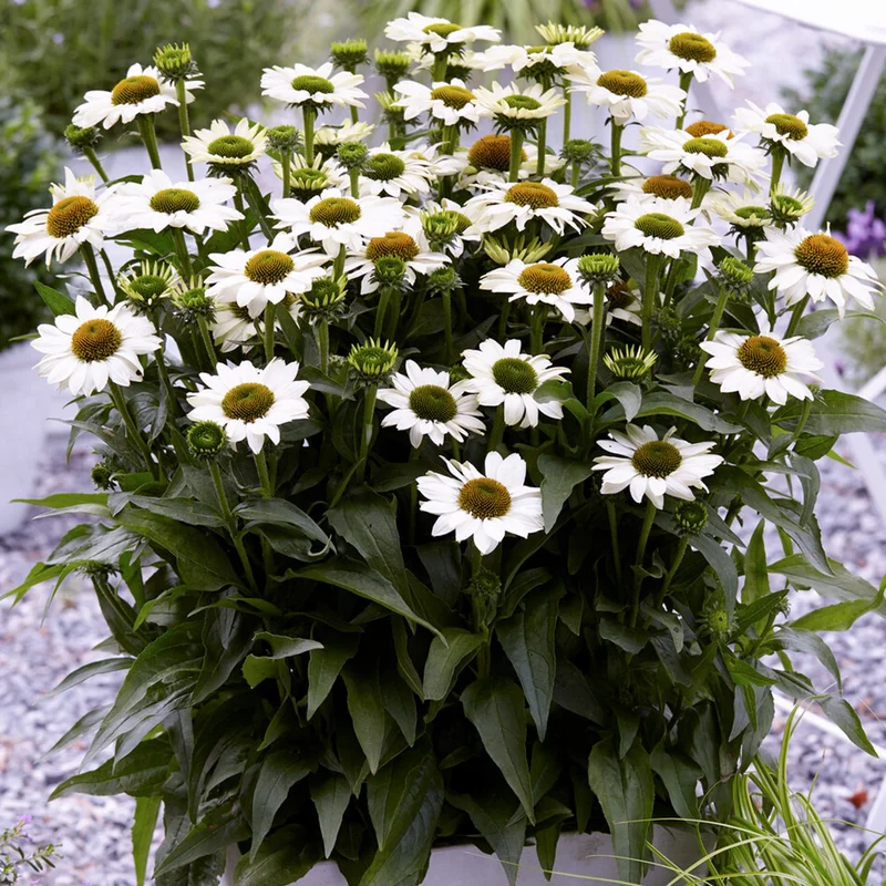 247plants3820539