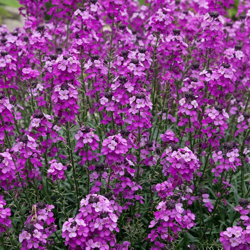 247plants3820702