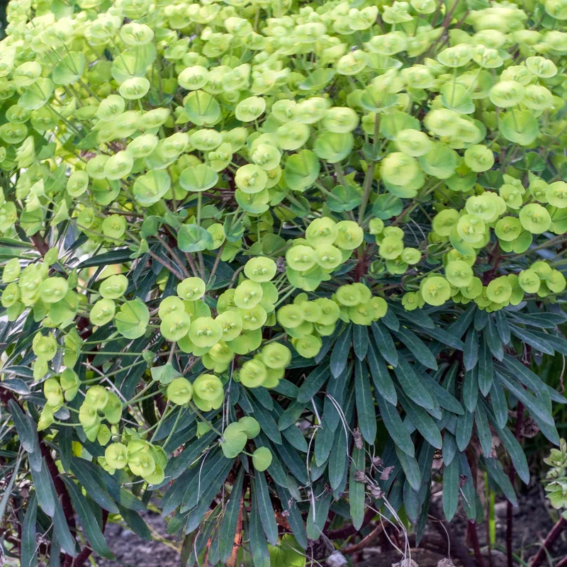 247plants3820799