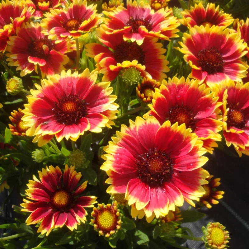 247plants3820951