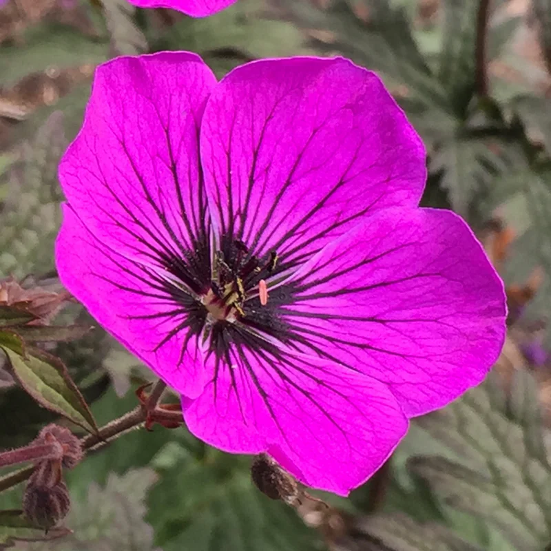 247plants3821002