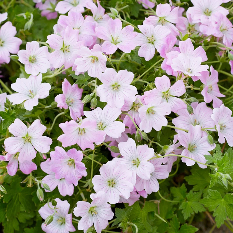 247plants3821077