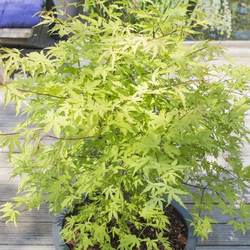 247plants3822648
