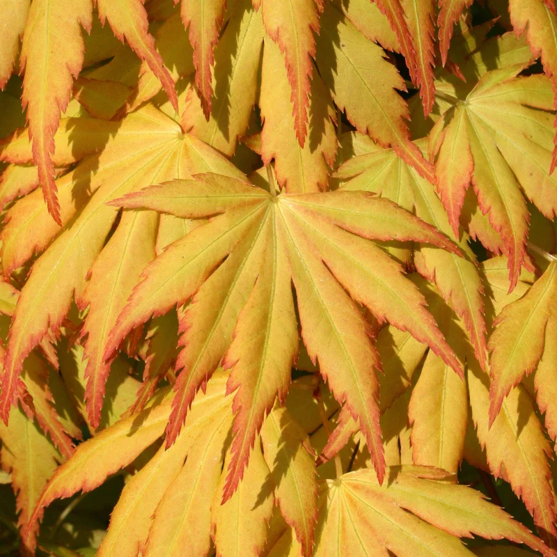 247plants3822737