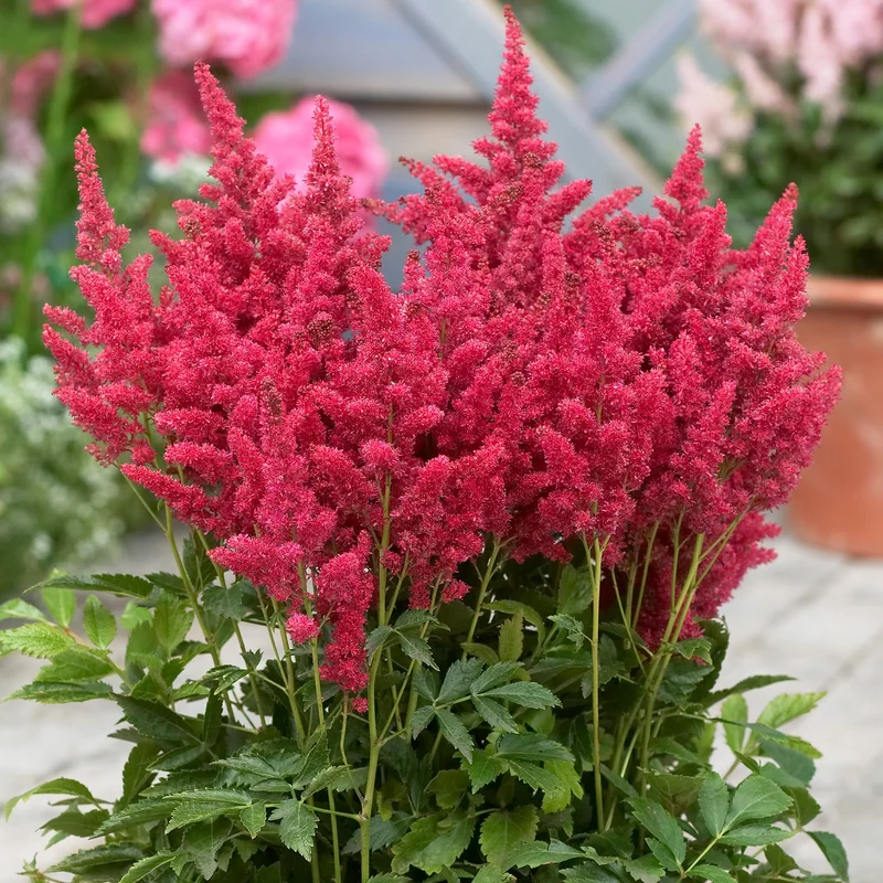 247plants3822949