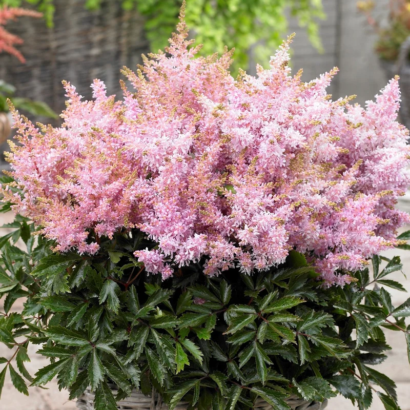 247plants3823168
