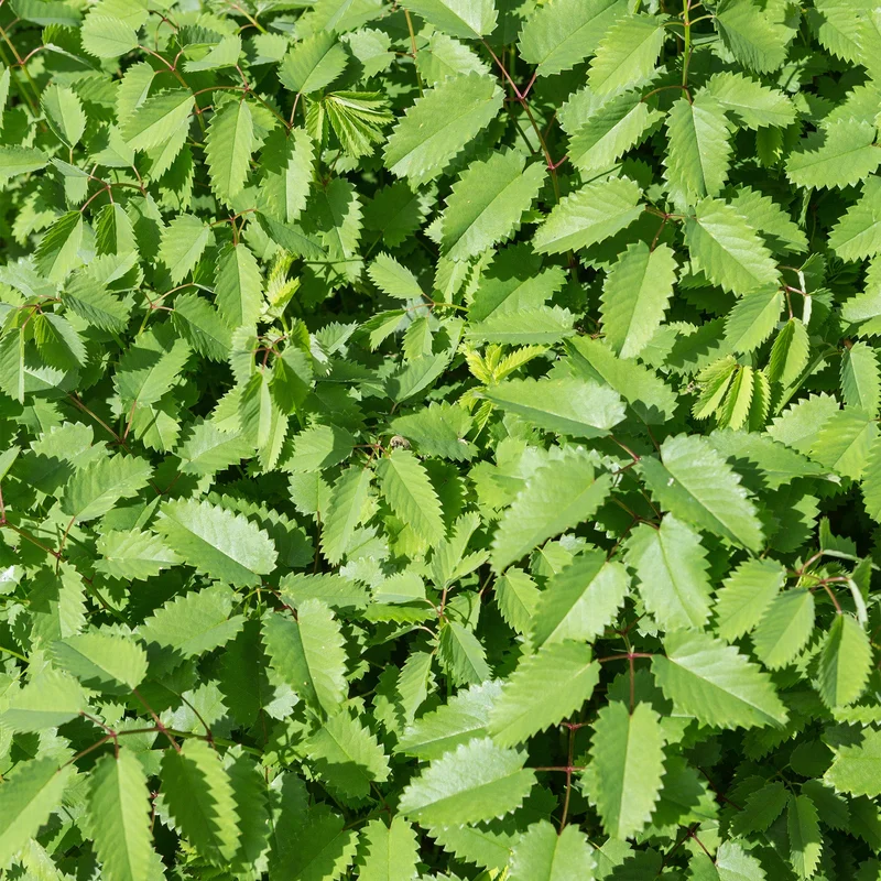 247plants3823746