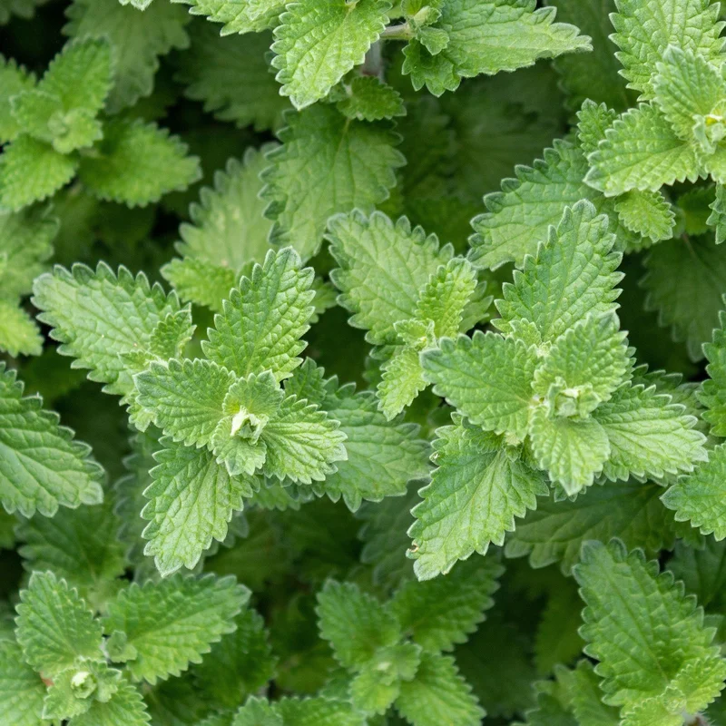 247plants3823841