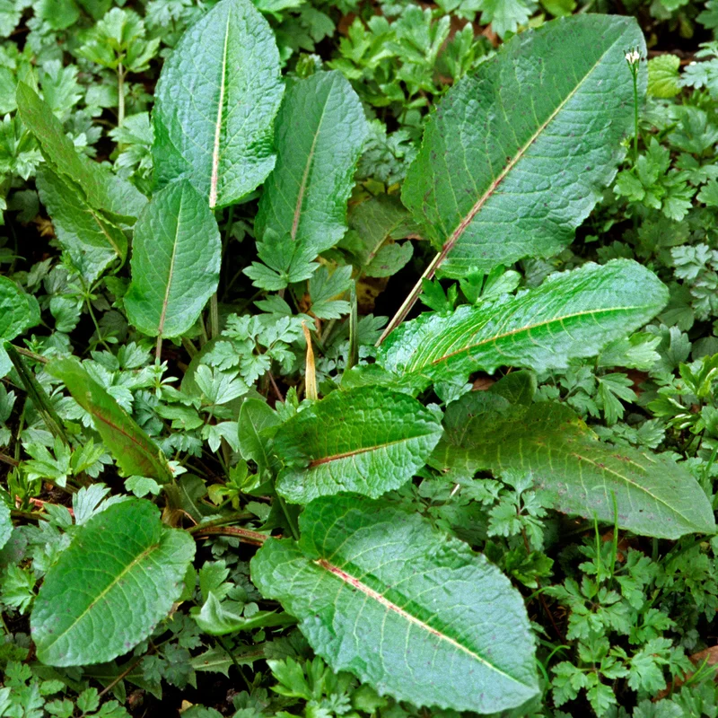 247plants3824527