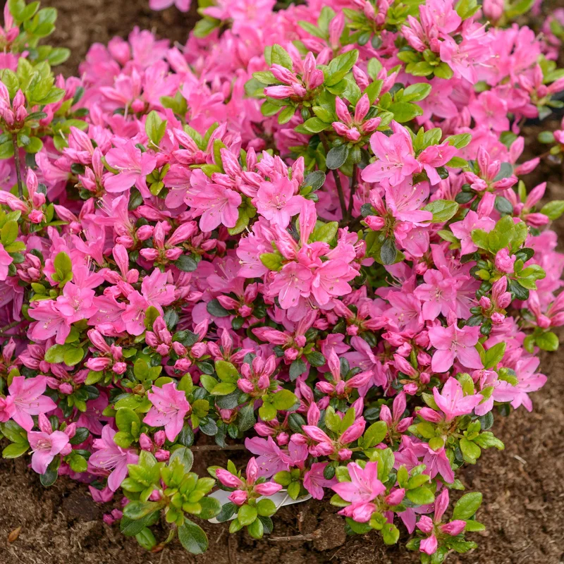 247plants3825628