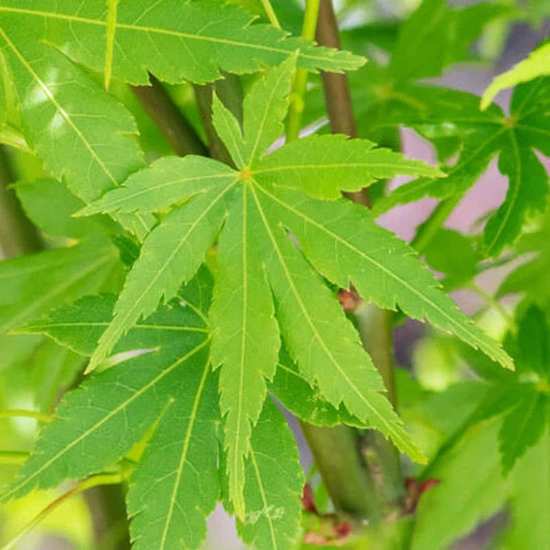 247plants3826023