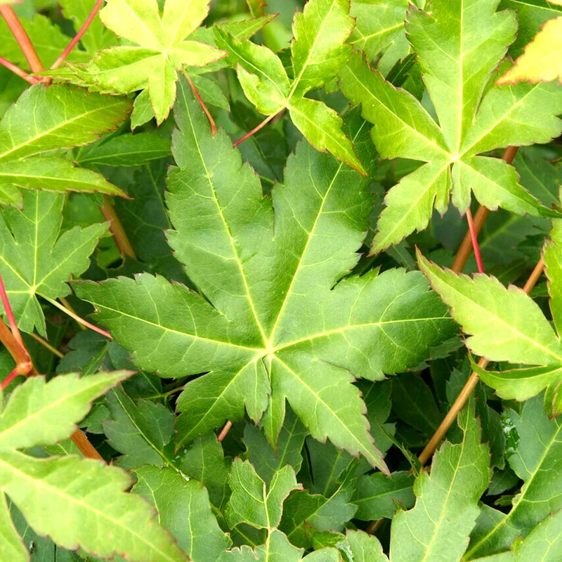 247plants3826440