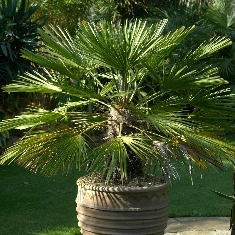 247plants3827147