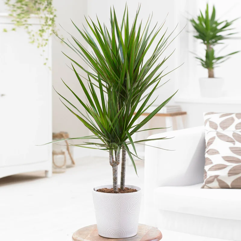 247plants3827979