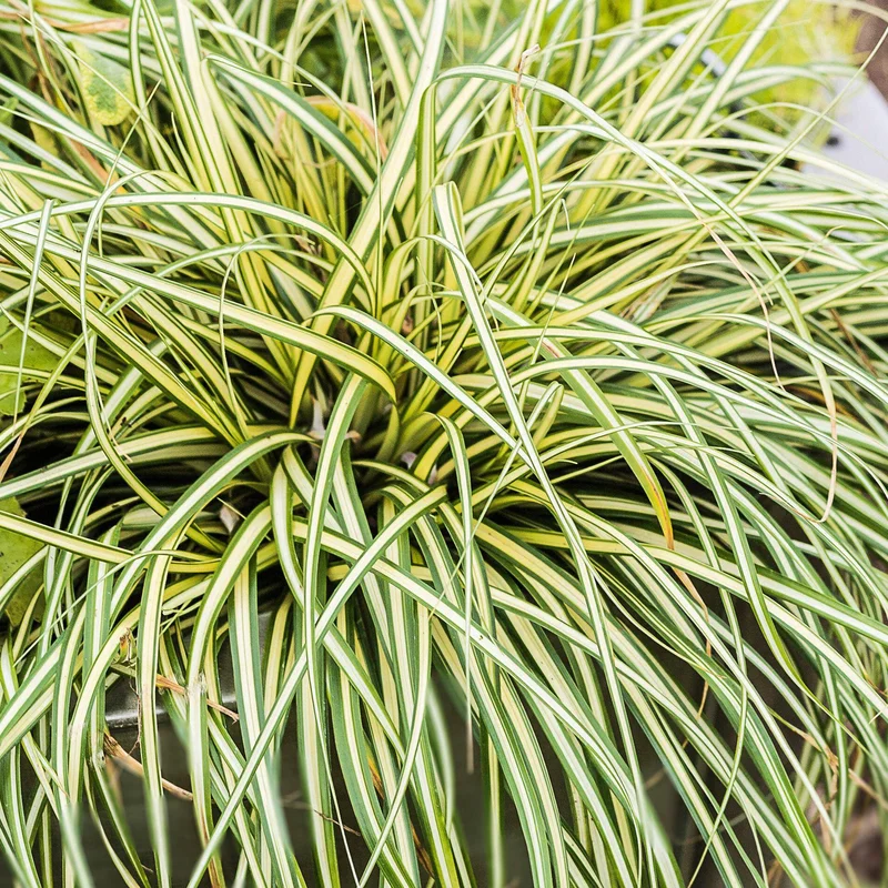 247plants3828829