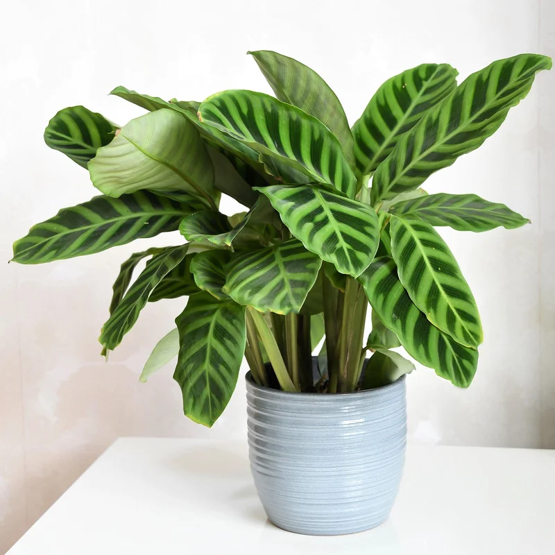 247plants3830152