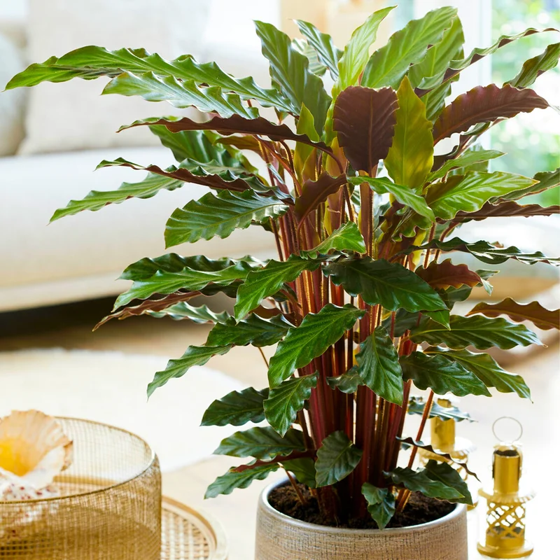 247plants3830217