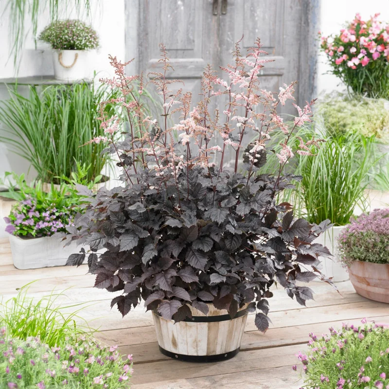 247plants3830366