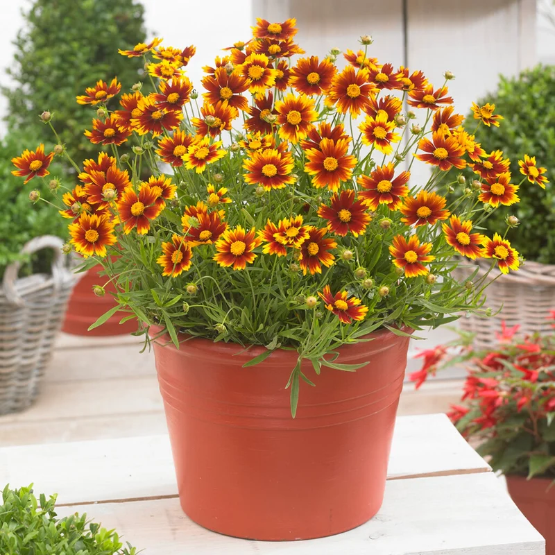 247plants3830664
