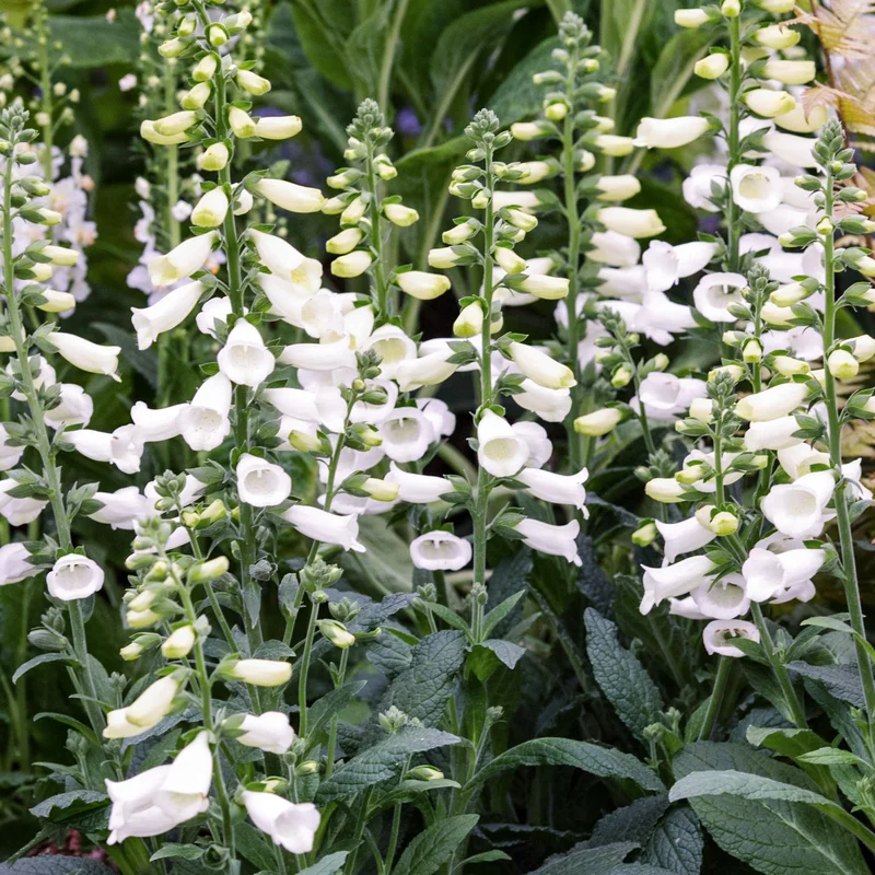 247plants3830873