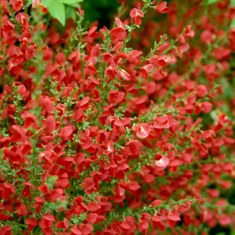 247plants3831820