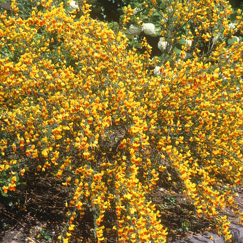 247plants3831949