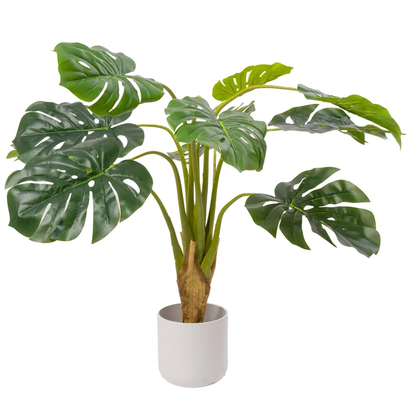247plants3832455