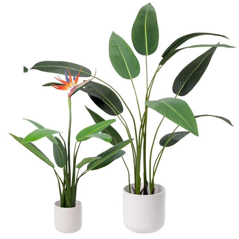 247plants3832644