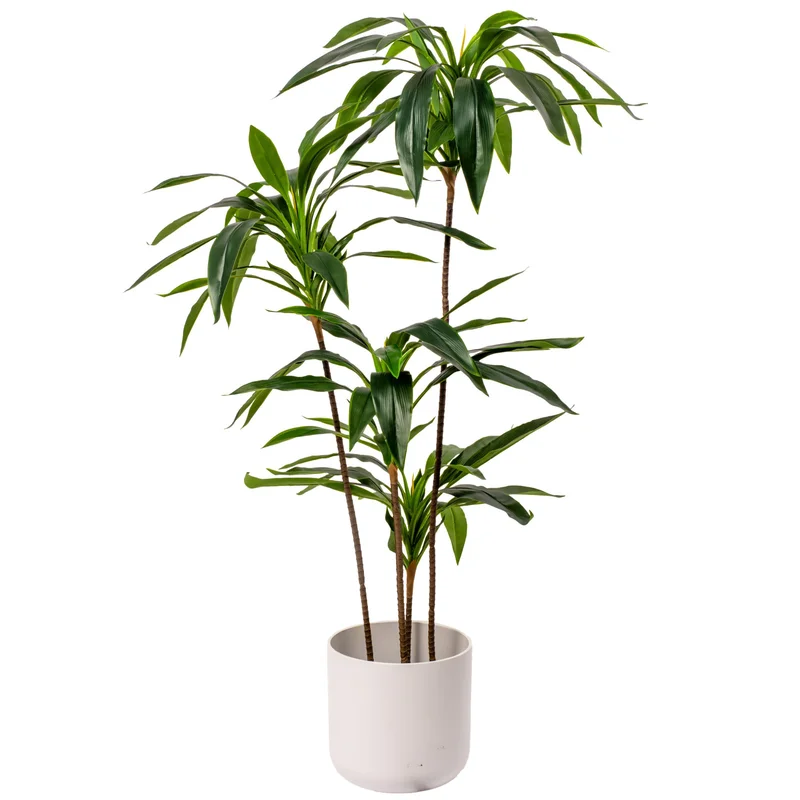 247plants3832719