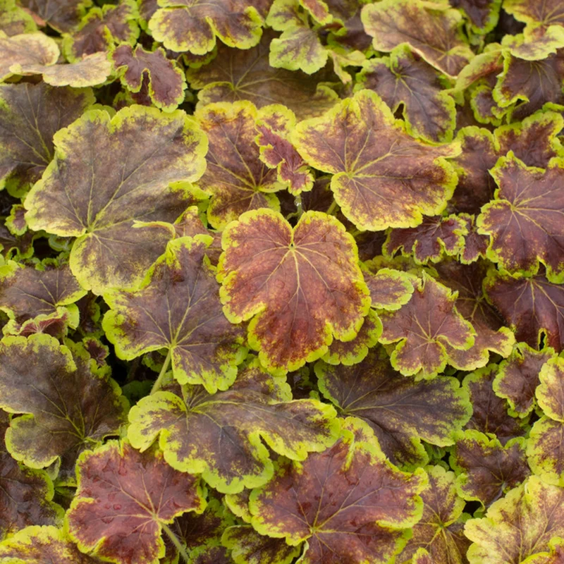 247plants3832861