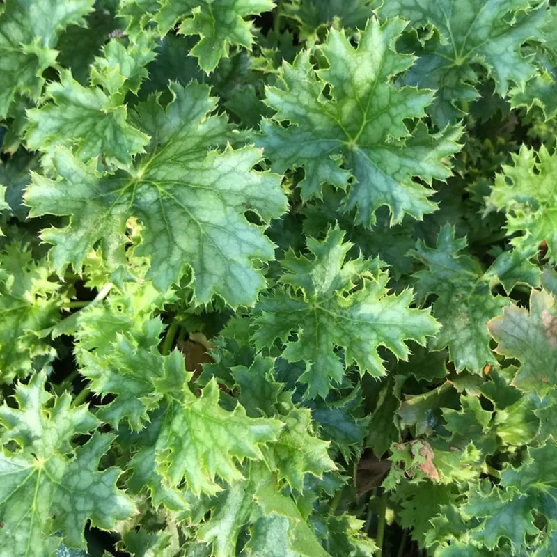 247plants3833147