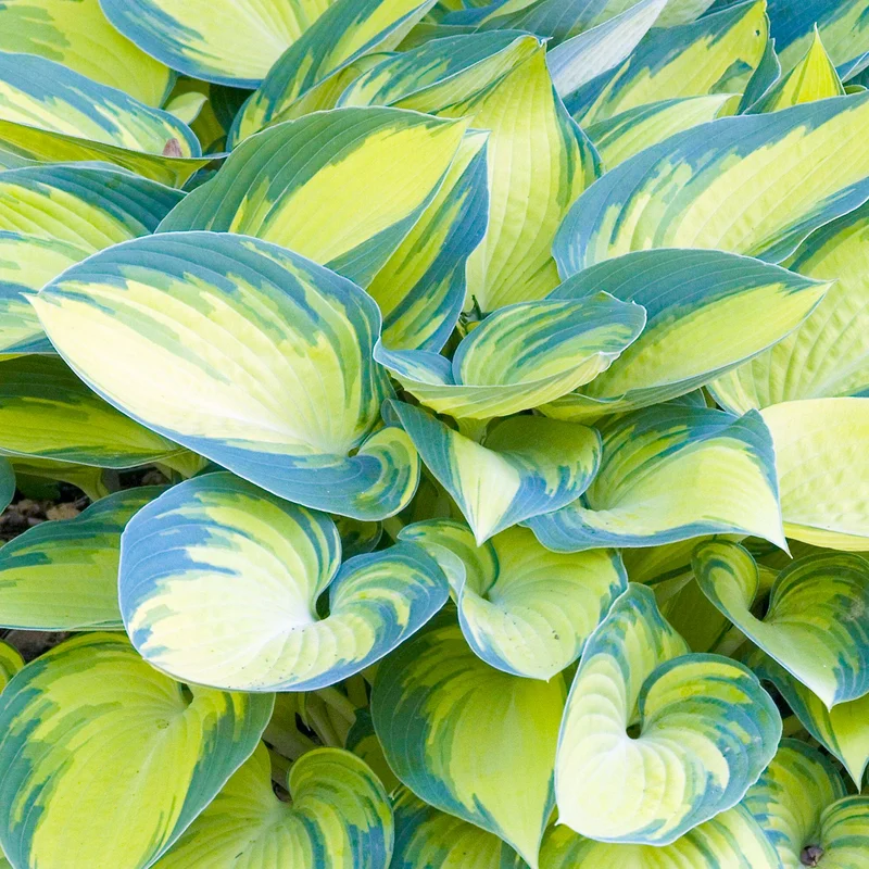 247plants3833598