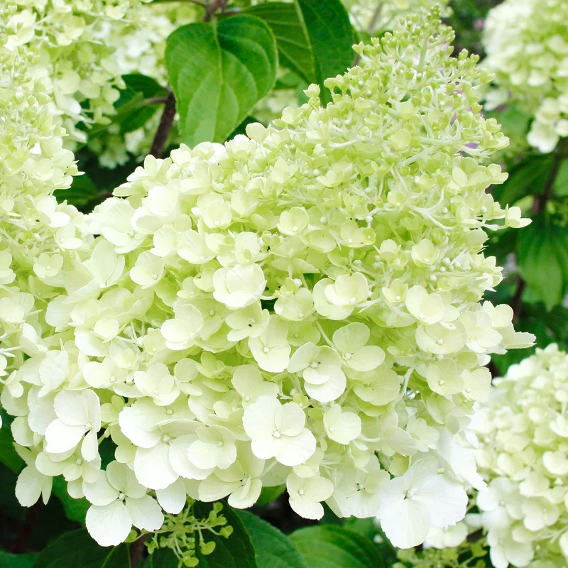 247plants3833730