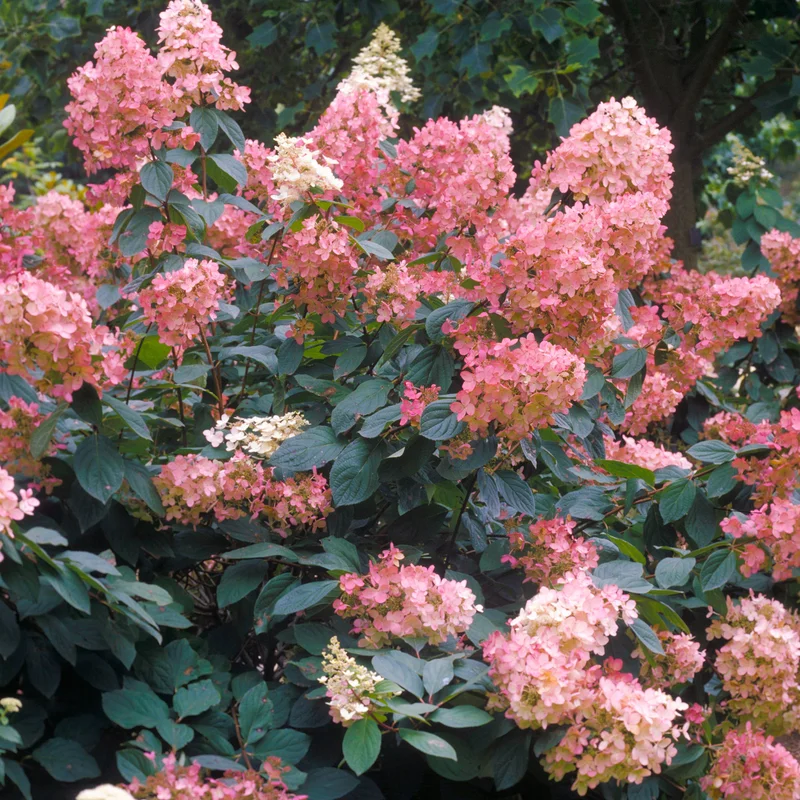 247plants3834075