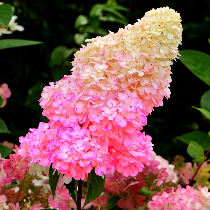 247plants3834607