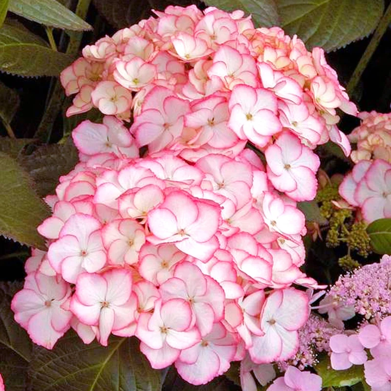 247plants3834789