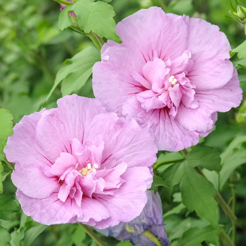 247plants3835380