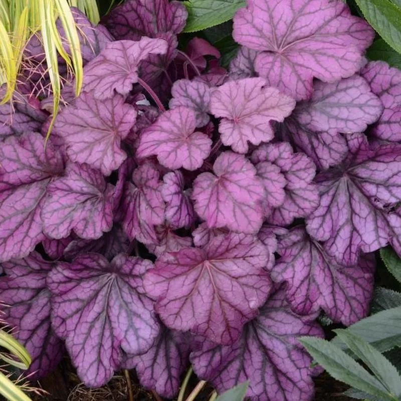 247plants3835757