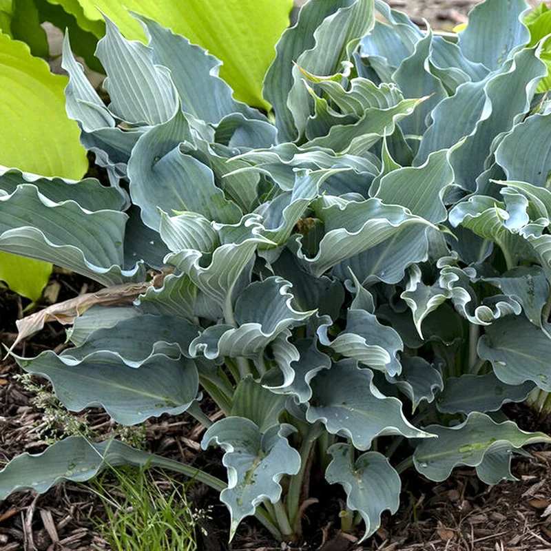 247plants3835819