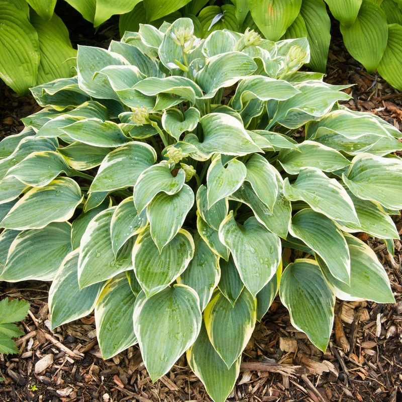 247plants3835916