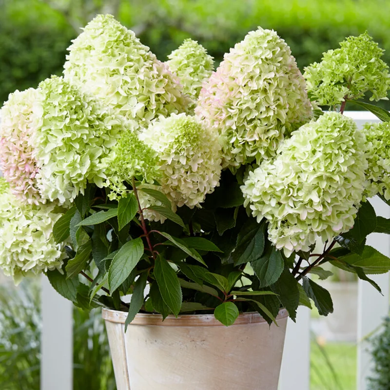 247plants3835975