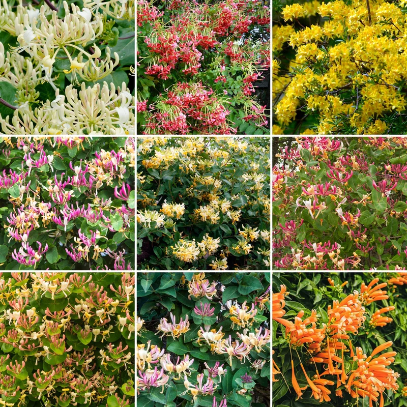 247plants3836338