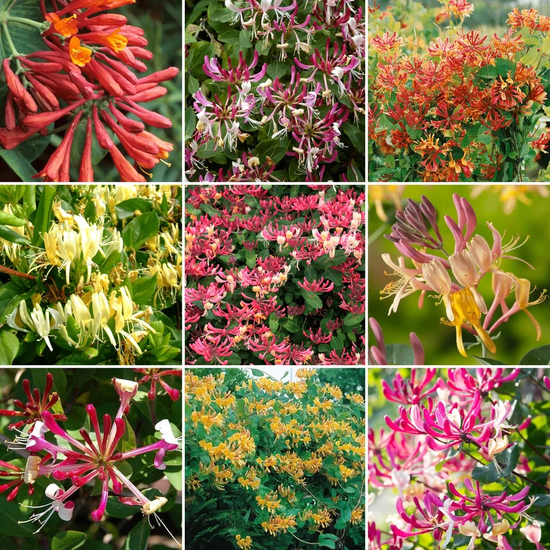 247plants3836448