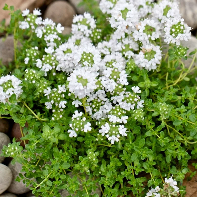 247plants3836889