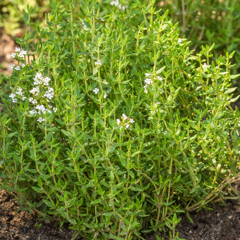 247plants3837311