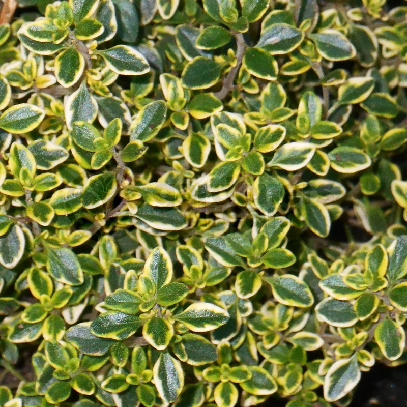 247plants3837680