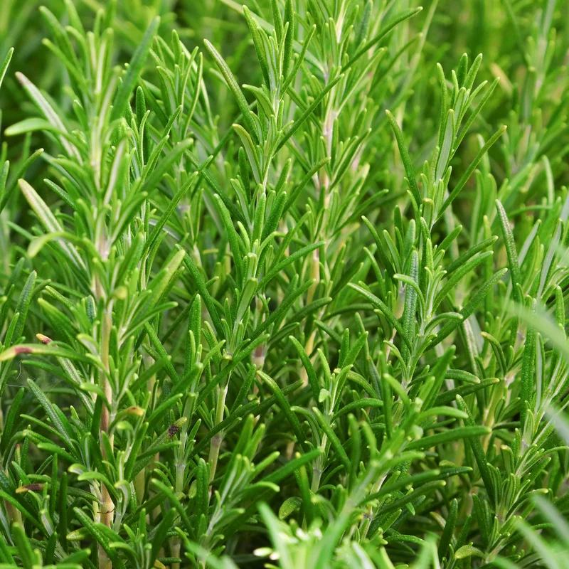 247plants3838219