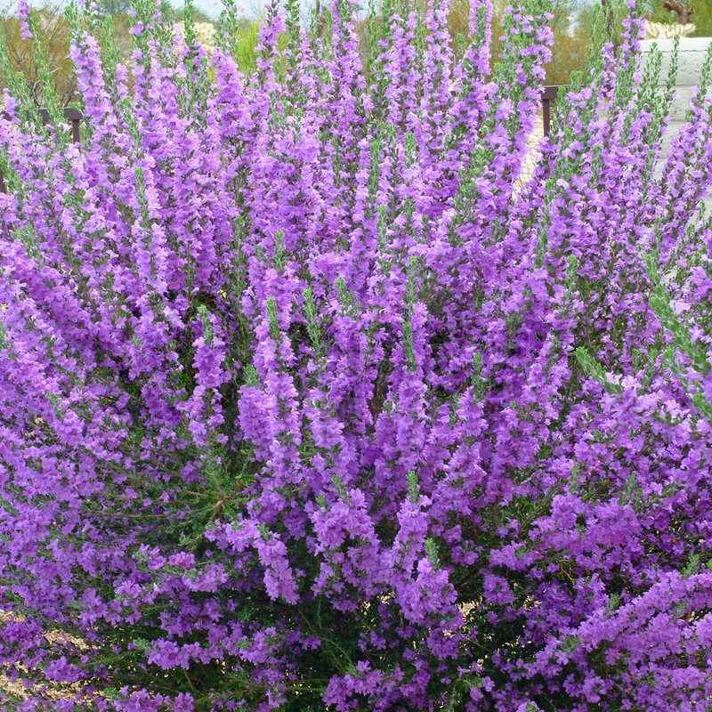 247plants3838651
