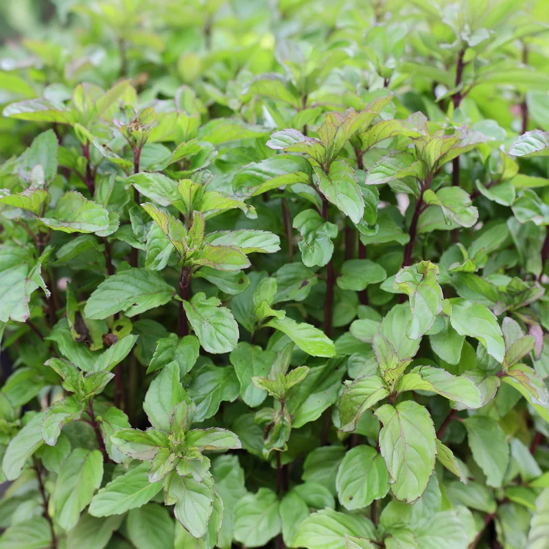 247plants3839454
